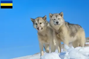 Read more about the article Greenland dog breeders and puppies in Gelderland