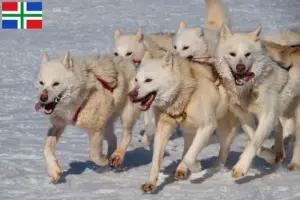 Read more about the article Greenland dog breeders and puppies in Groningen