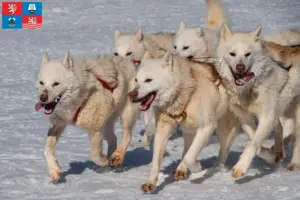 Read more about the article Greenland dog breeder and puppies in Karlsbad
