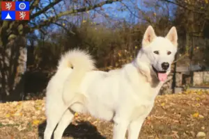 Read more about the article Greenland dog breeders and puppies in Liberec