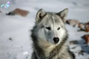 Read more about the article Greenland dog breeders and puppies in Nordjylland