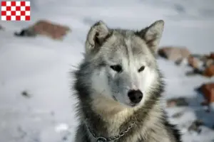 Read more about the article Greenland dog breeders and puppies in North Brabant
