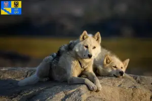 Read more about the article Greenland dog breeders and puppies in Olomouc