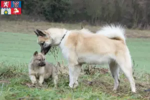 Read more about the article Greenland dog breeders and puppies in Pardubice