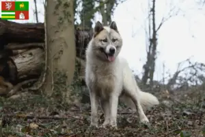 Read more about the article Greenland dog breeders and puppies in Pilsen