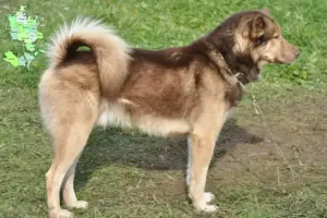 Read more about the article Greenland dog breeders and puppies in Sjælland