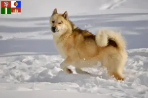 Read more about the article Greenland dog breeders and puppies in South Bohemia