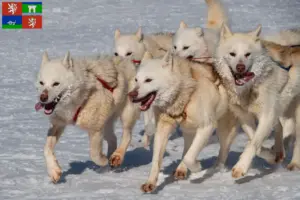Read more about the article Greenland dog breeders and puppies in Ústí