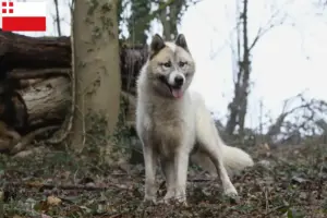 Read more about the article Greenland dog breeders and puppies in Utrecht
