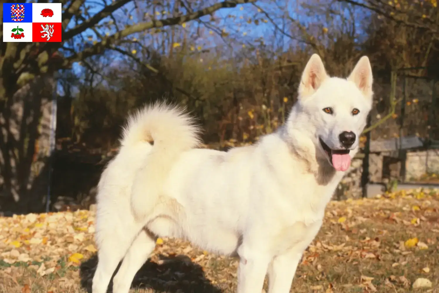 Greenland dog puppies and breeder Vysočina Find Greenland Dog breeders in Vysočina here.