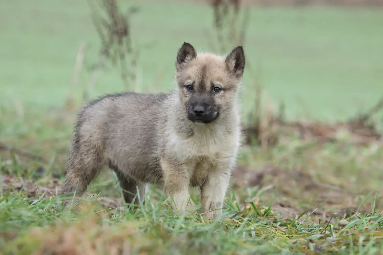Buying a Greenland dog puppy means taking responsibility! Buy Greenland dog puppies.