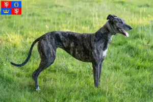 Read more about the article Greyhound breeders and puppies in Hradec Králové