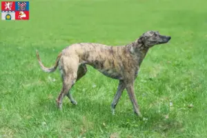 Read more about the article Greyhound breeders and puppies in Pardubice