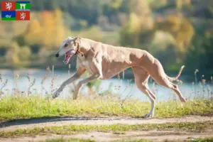 Read more about the article Greyhound breeders and puppies in Ústí