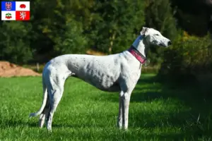 Read more about the article Greyhound breeders and puppies in Vysočina