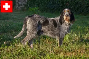 Read more about the article Griffon Bleu de Gascogne breeders and puppies in Switzerland