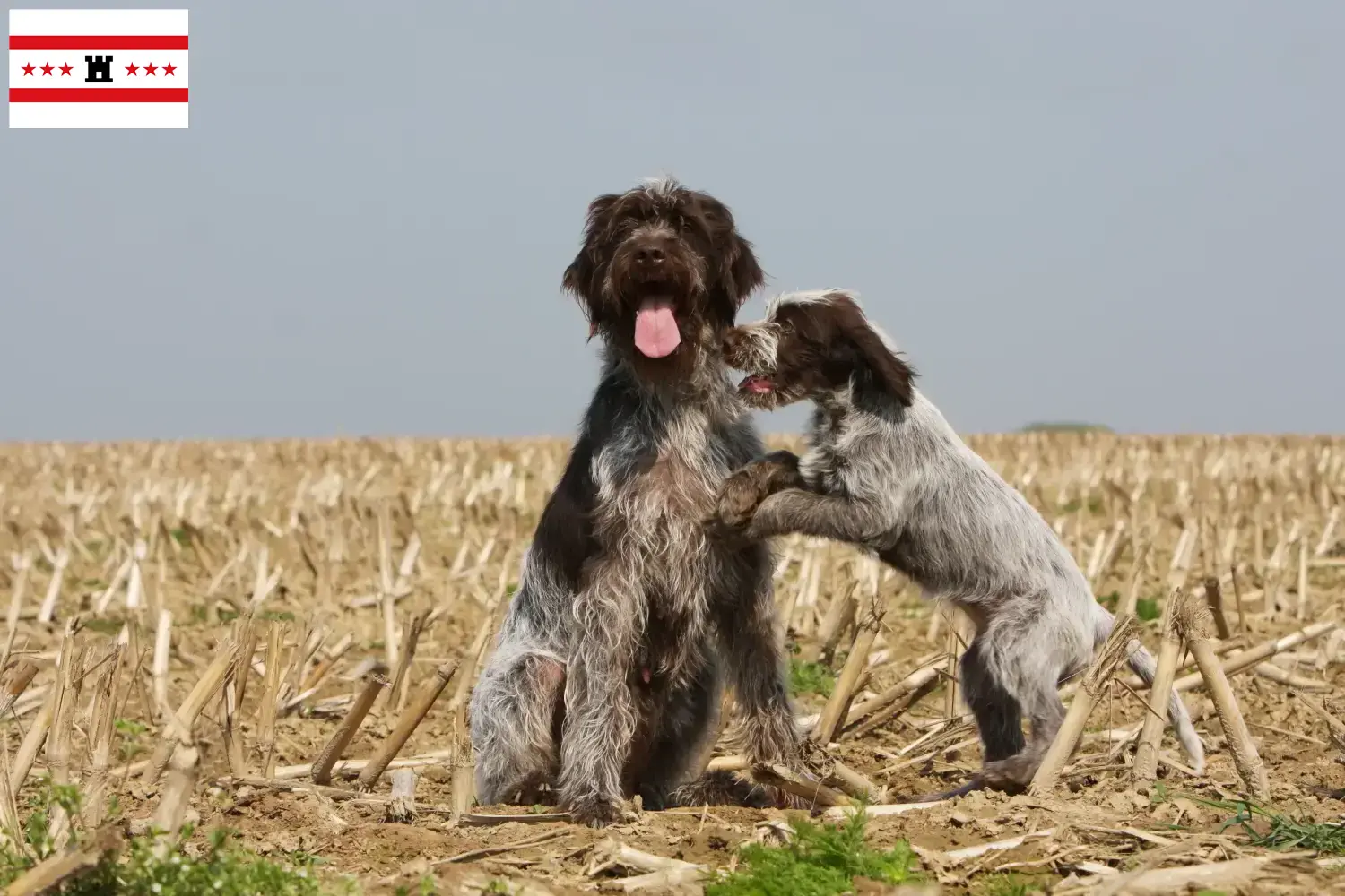 Read more about the article Griffon d’arrêt à poil dur Breeder and puppies in Drenthe