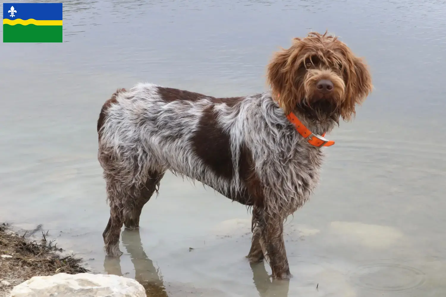 Read more about the article Griffon d’arrêt à poil dur Breeder and puppies in Flevoland