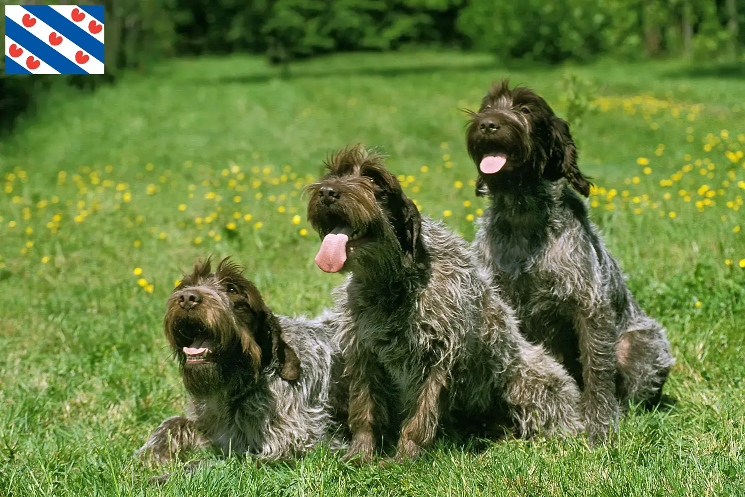 Read more about the article Griffon d’arrêt à poil dur Breeder and puppies in Friesland