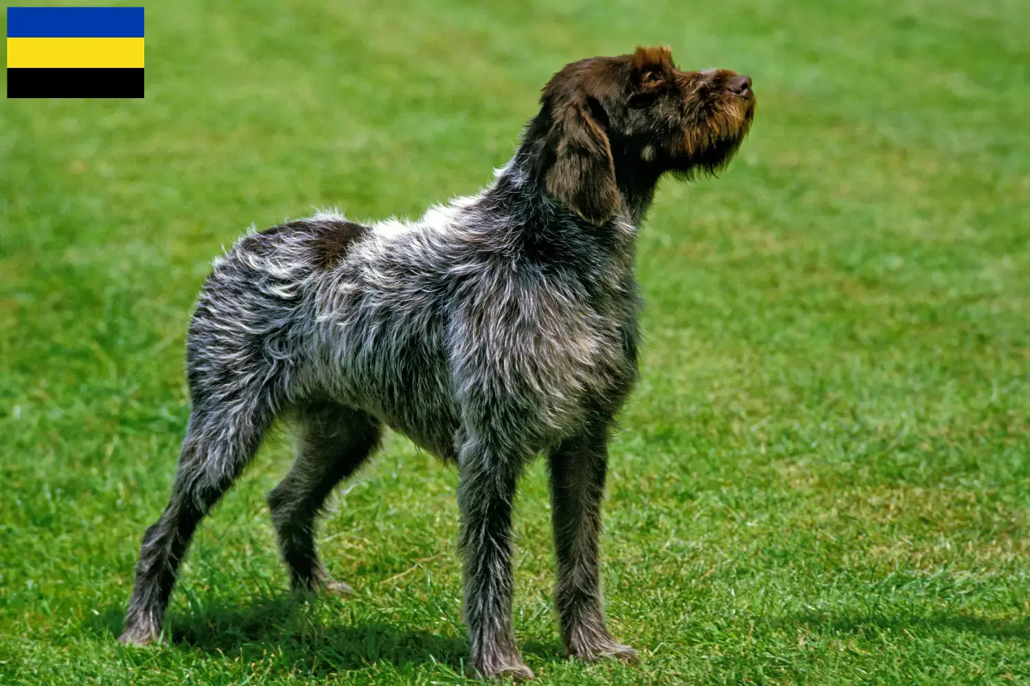 Read more about the article Griffon d’arrêt à poil dur Breeder and puppies in Gelderland