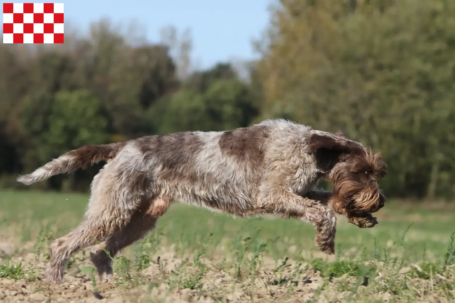Read more about the article Griffon d’arrêt à poil dur Breeder and puppies in North Brabant
