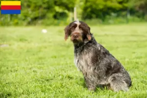 Read more about the article Griffon d’arrêt à poil dur Breeder and puppies in North Holland