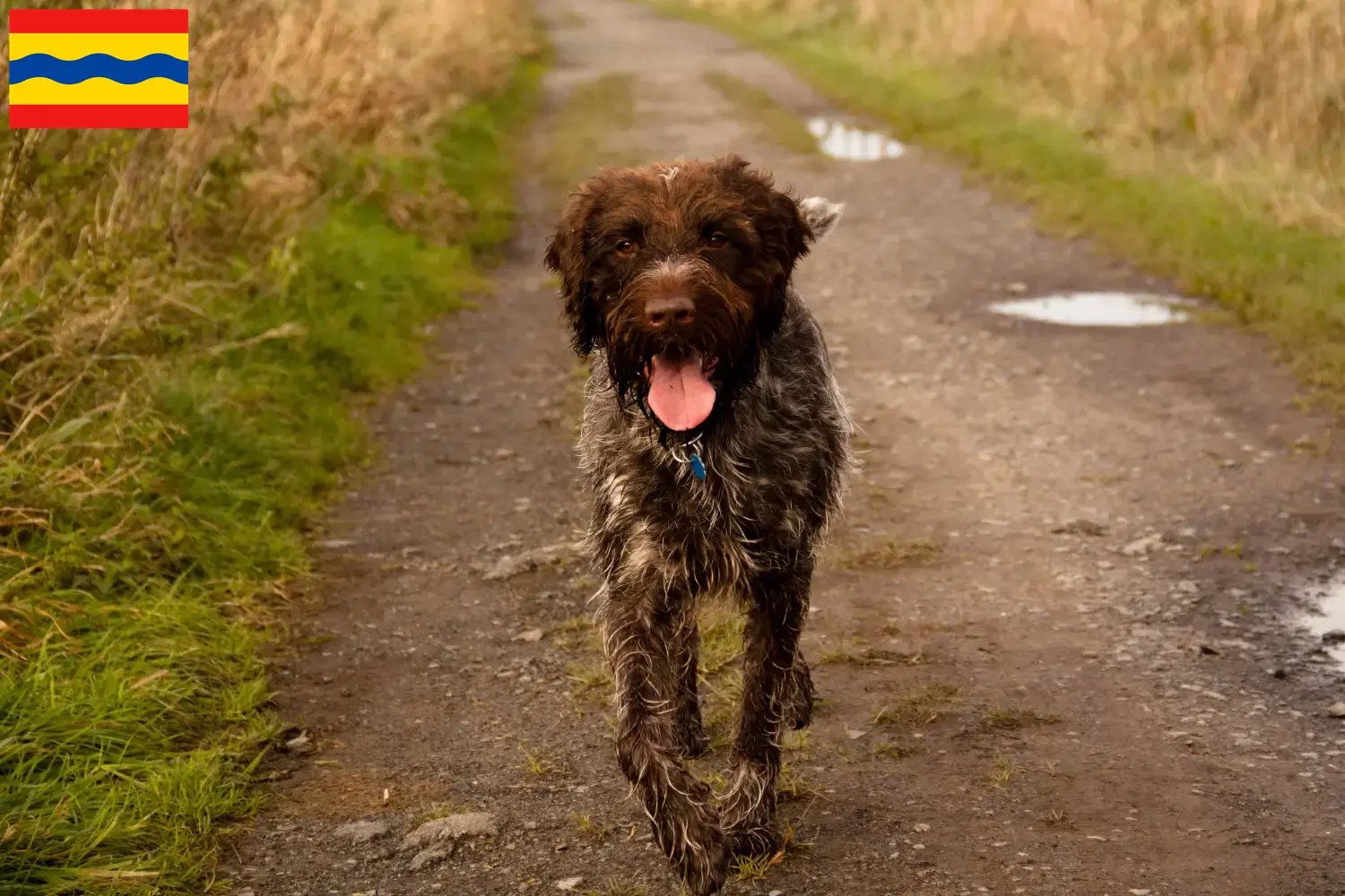 Read more about the article Griffon d’arrêt à poil dur Breeder and puppies in Overijssel