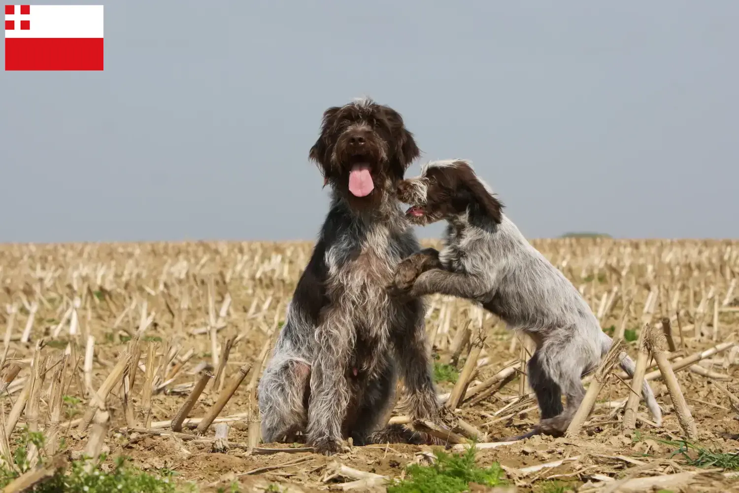 Read more about the article Griffon d’arrêt à poil dur Breeder and puppies in Utrecht