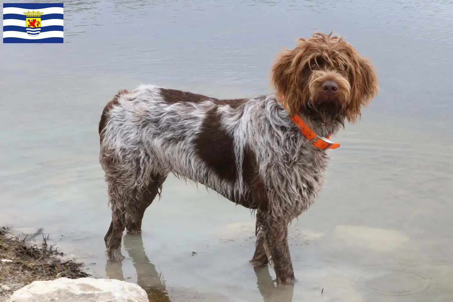 Read more about the article Griffon d’arrêt à poil dur Breeder and puppies in Zeeland