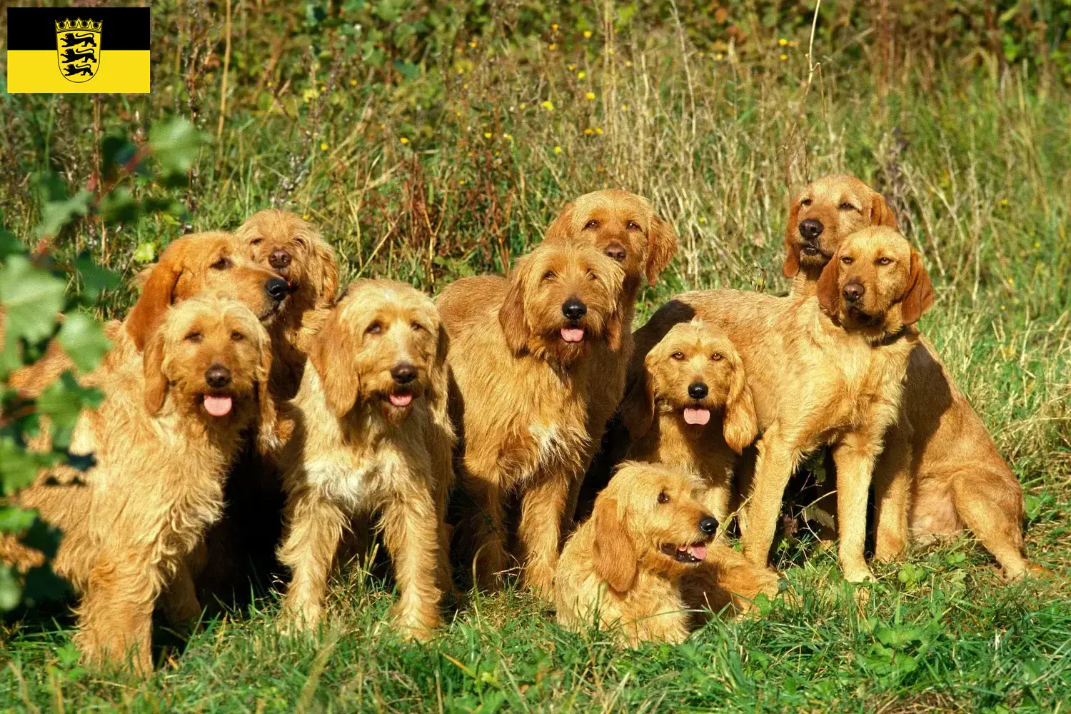 Griffon Fauve de Bretagne puppies and breeders Baden-Württemberg Find Griffon Fauve de Bretagnes breeders in Baden-Württemberg here.