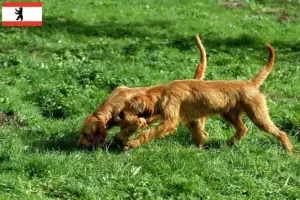 Read more about the article Griffon Fauve de Bretagne breeders and puppies in Berlin