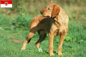 Read more about the article Griffon Fauve de Bretagne breeders and puppies in Brandenburg