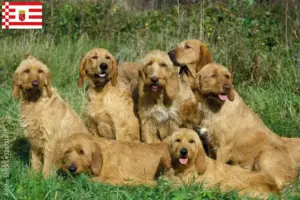 Read more about the article Griffon Fauve de Bretagne breeders and puppies in Bremen