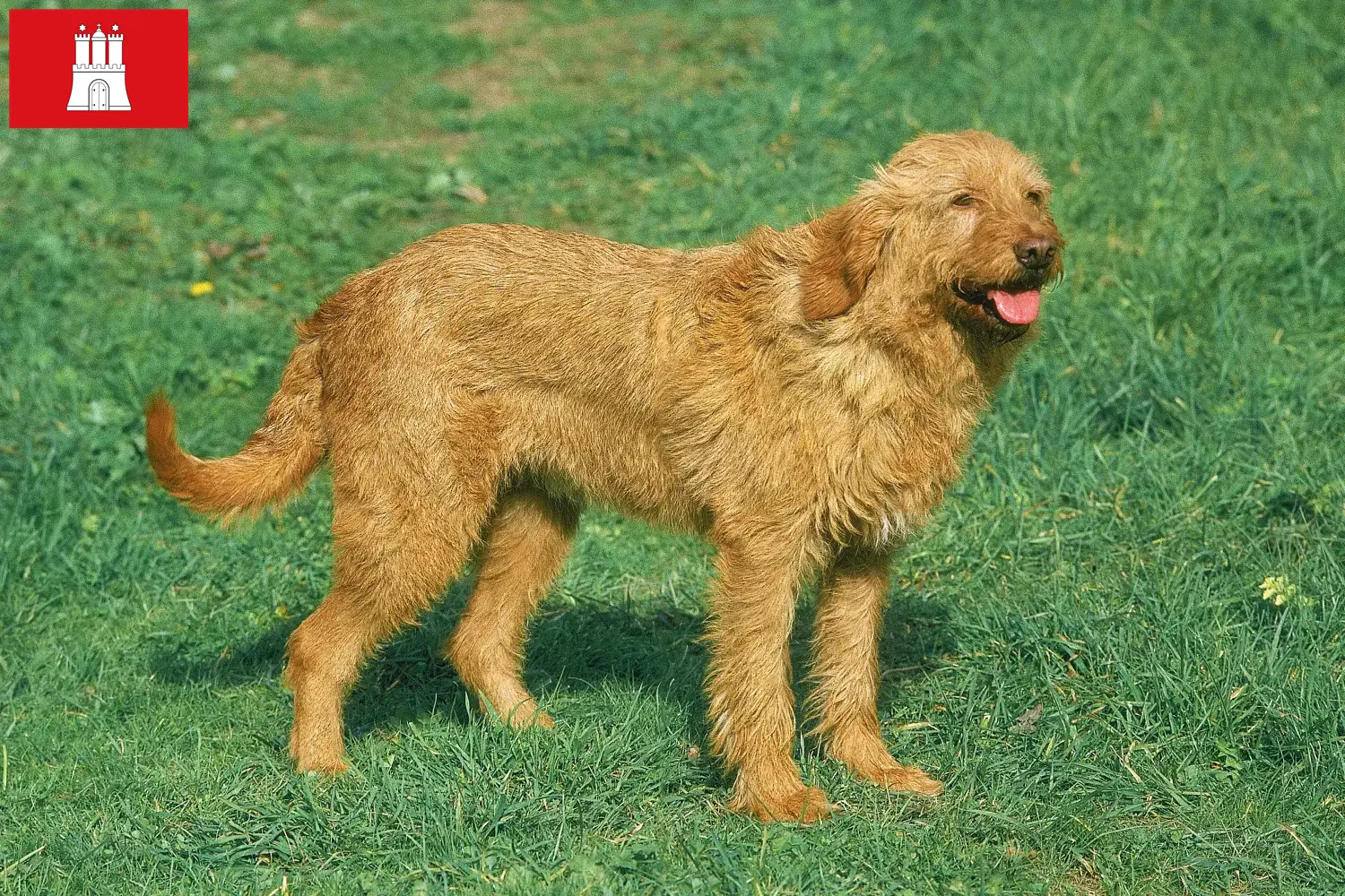 Griffon Fauve de Bretagne puppies and breeders Hamburg Find Griffon Fauve de Bretagnes breeders in Hamburg here.