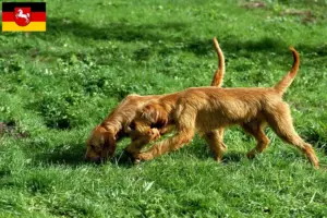 Read more about the article Griffon Fauve de Bretagne breeders and puppies in Lower Saxony