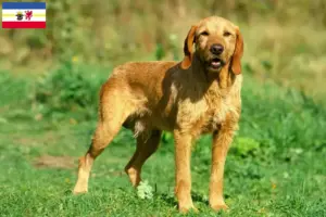 Read more about the article Griffon Fauve de Bretagne breeders and puppies in Mecklenburg-Vorpommern