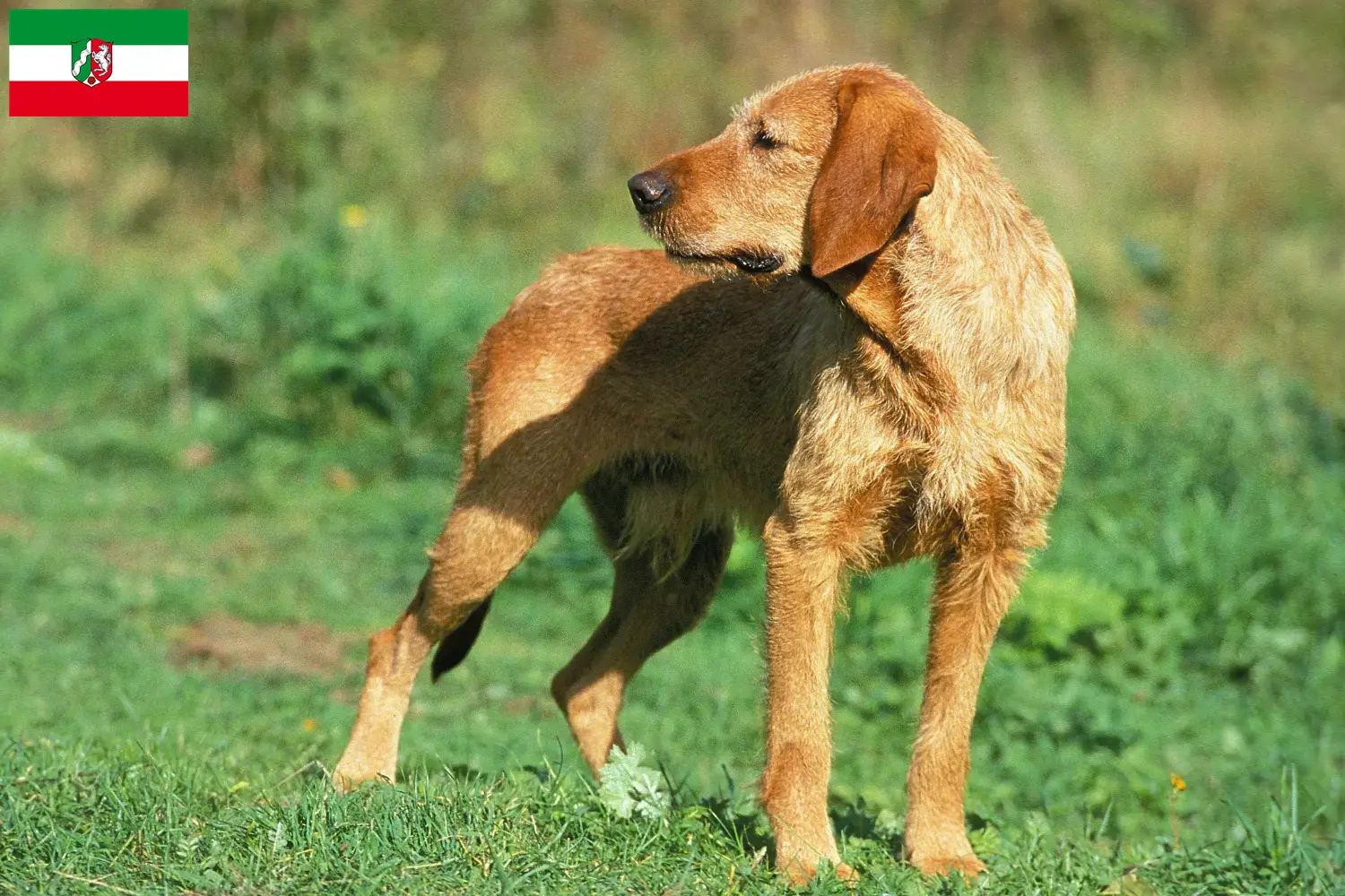 Griffon Fauve de Bretagne puppies and breeders North Rhine-Westphalia Find Griffon Fauve de Bretagnes breeders in North Rhine-Westphalia.