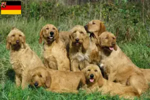 Read more about the article Griffon Fauve de Bretagne breeders and puppies in Rhineland-Palatinate