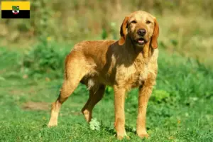 Read more about the article Griffon Fauve de Bretagne breeders and puppies in Saxony-Anhalt