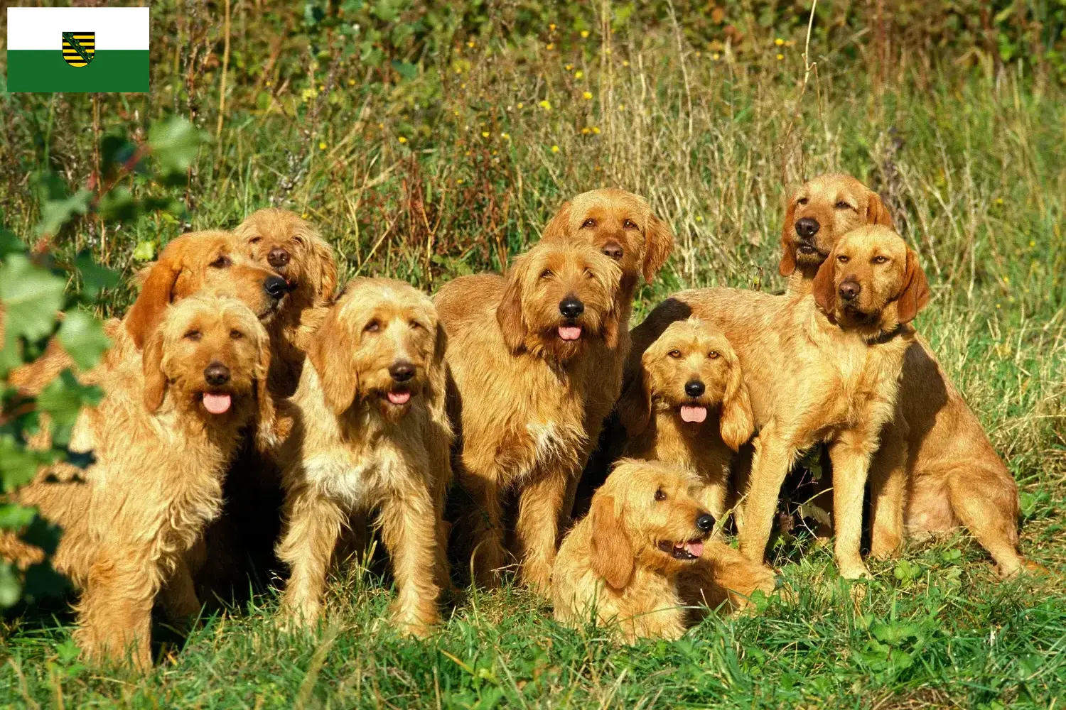 Griffon Fauve de Bretagne puppies and breeders Saxony Find Griffon Fauve de Bretagnes breeders in Saxony here.