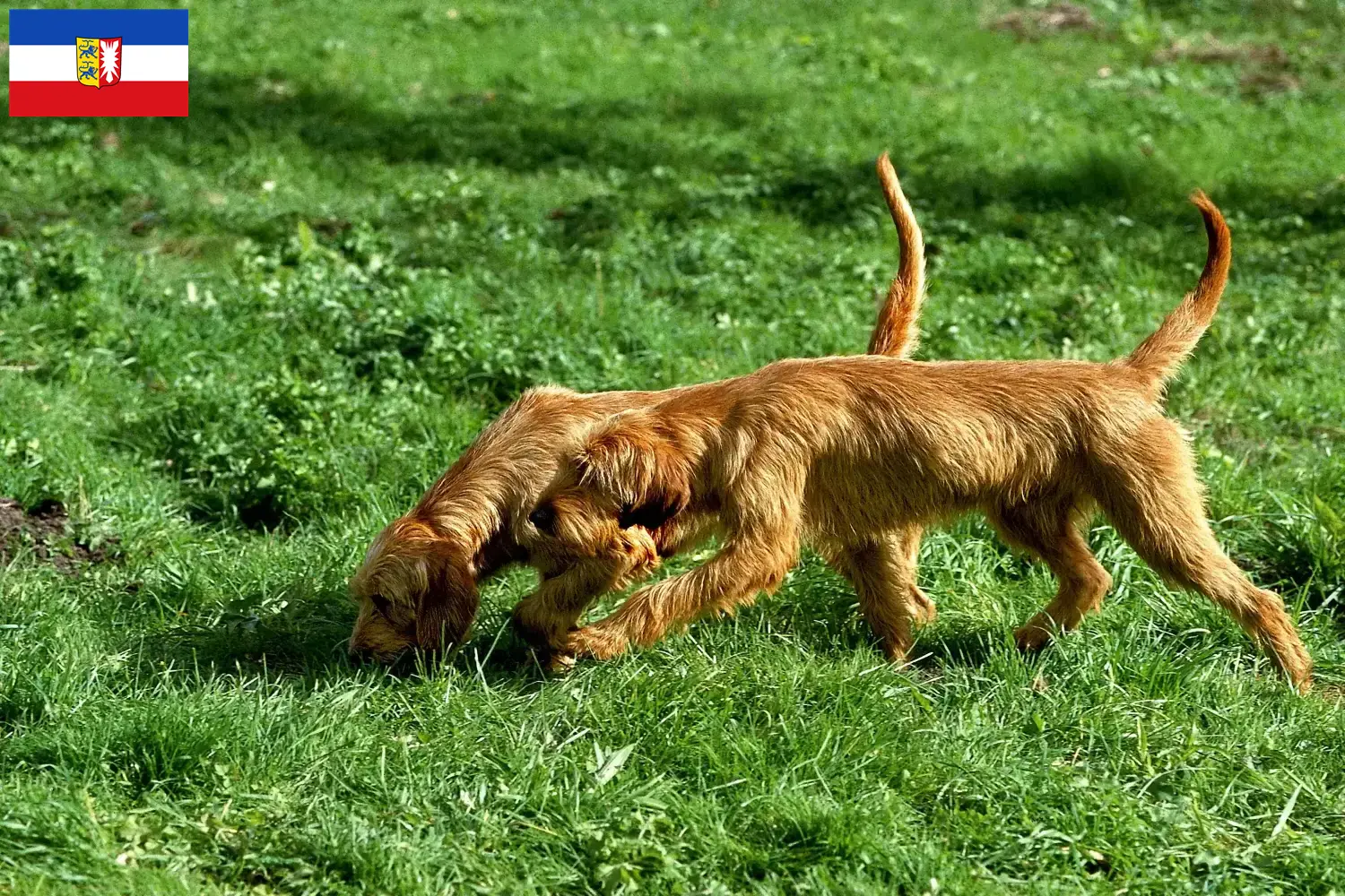 Griffon Fauve de Bretagne puppies and breeders Schleswig-Holstein Here you can find Griffon Fauve de Bretagnes breeders in Schleswig-Holstein.