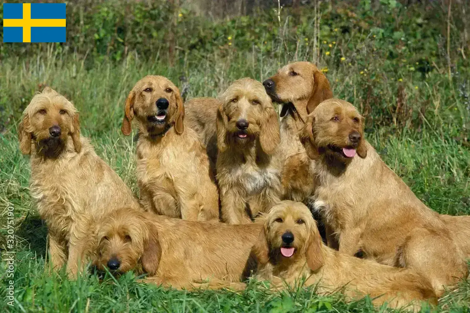 Griffon Fauve de Bretagne puppies and breeders Sweden Find Griffon Fauve de Bretagnes breeders in Sweden here.