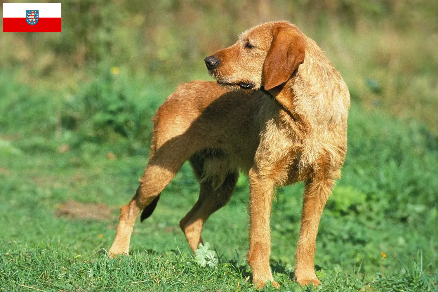 Griffon Fauve de Bretagne puppies and breeders Thuringia Find Griffon Fauve de Bretagnes breeders in Thuringia.