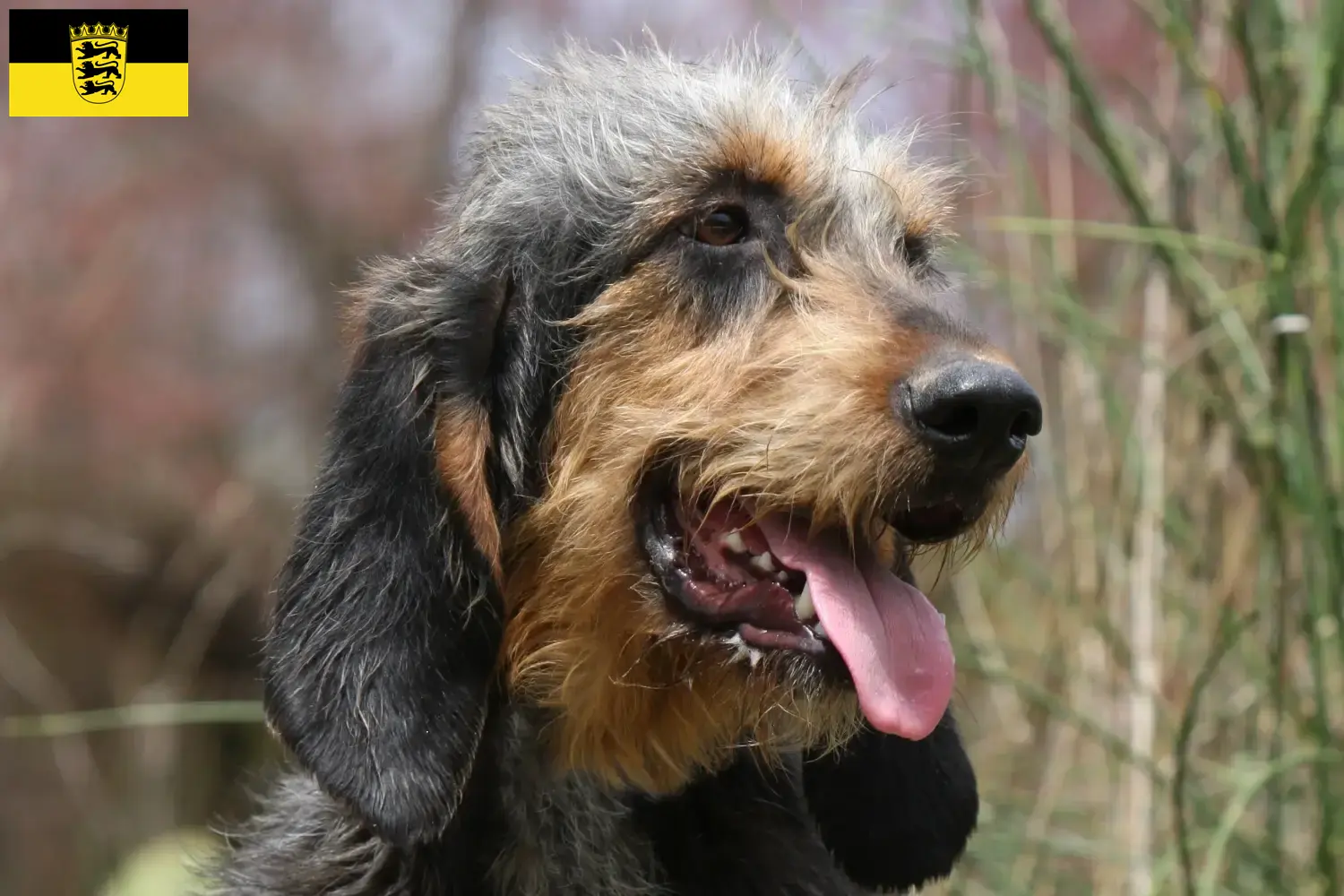 Read more about the article Griffon Nivernais breeders and puppies in Baden-Württemberg