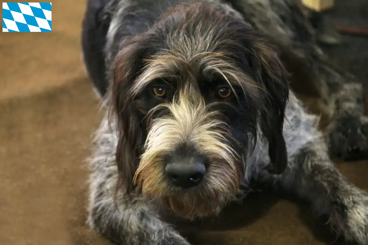 Read more about the article Griffon Nivernais breeders and puppies in Bavaria