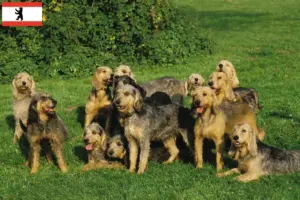 Read more about the article Griffon Nivernais breeders and puppies in Berlin