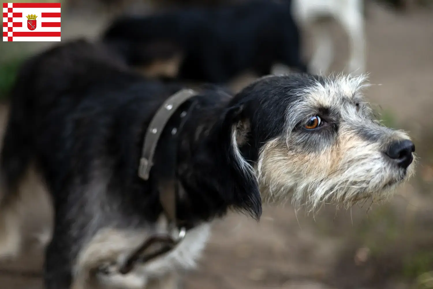 Read more about the article Griffon Nivernais breeders and puppies in Bremen