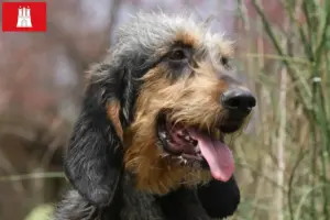 Read more about the article Griffon Nivernais breeders and puppies in Hamburg