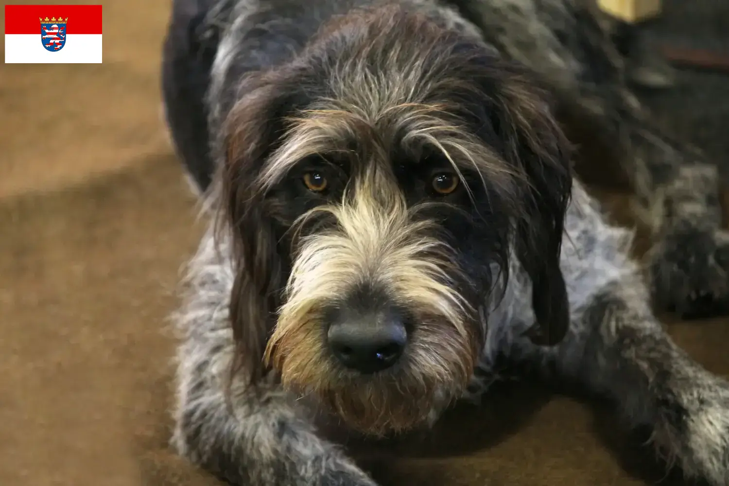 Read more about the article Griffon Nivernais breeders and puppies in Hessen