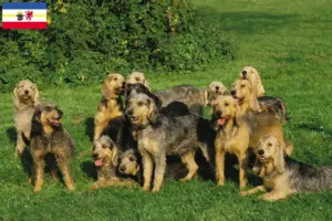 Read more about the article Griffon Nivernais breeders and puppies in Mecklenburg-Vorpommern